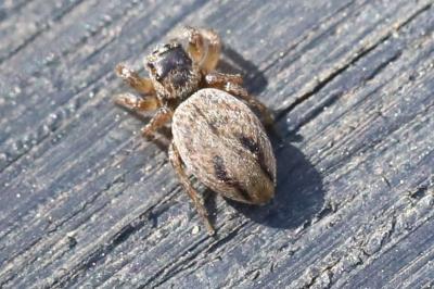 <i>Evarcha arcuata</i>