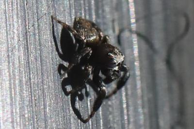 <i>Evarcha arcuata</i>