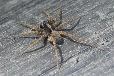 <i>Pardosa</i>