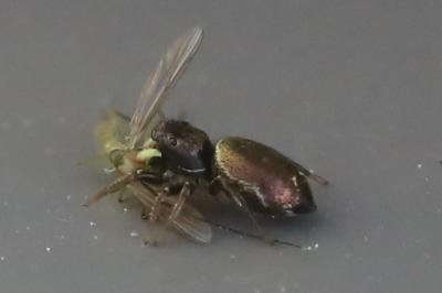 <i>Heliophanus</i>