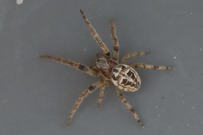 <i>Larinioides</i>