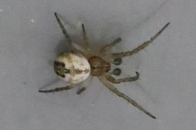 Mangore petite-bouteille