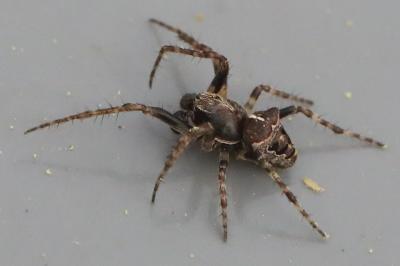 Gibbaranea bituberculata