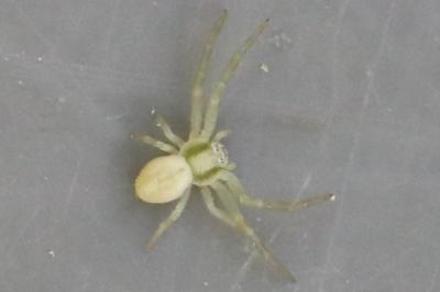 Misumène variable