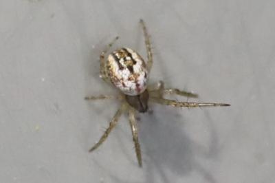 Mangore petite-bouteille
