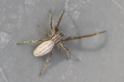 Uloborus walckenaerius