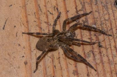 Zoropse à pattes épineuses