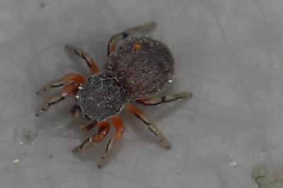 <i>Ballus rufipes</i>