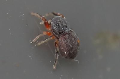 <i>Ballus rufipes</i>