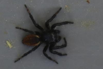 <i>Carrhotus xanthogramma</i>