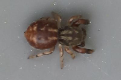 <i>Ballus chalybeius</i>