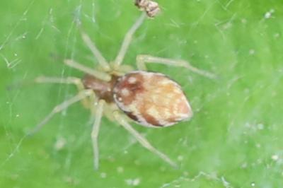 <i>Nigma flavescens</i>