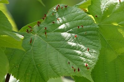 <i>Eriophyes tiliae</i>
