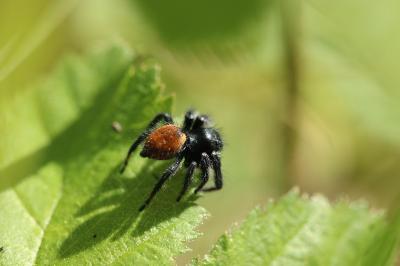 <i>Carrhotus xanthogramma</i>