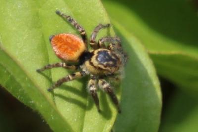 <i>Carrhotus xanthogramma</i>