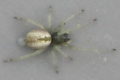 <i>Cheiracanthium</i>