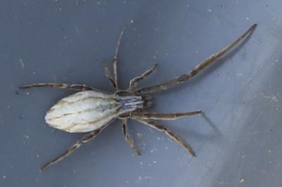 Ulobore de Walckenaer