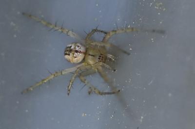 Mangore petite-bouteille