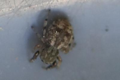 <i>Ballus chalybeius</i>