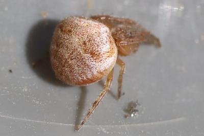 <i>Araneus</i>