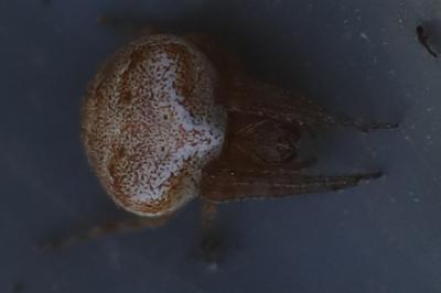 <i>Araneus</i>