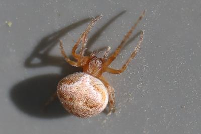 <i>Araneus</i>