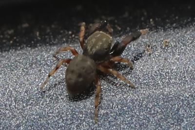 <i>Ballus rufipes</i>