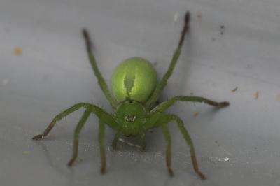 <i>Micrommata ligurina</i>