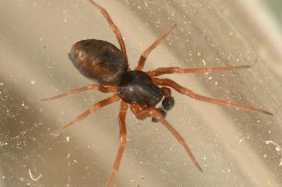 <i>Dictyna uncinata</i>