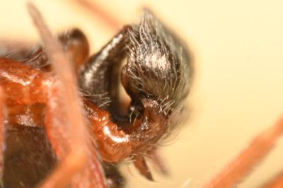 <i>Dictyna uncinata</i>