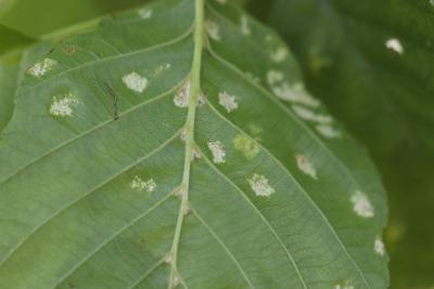 <i>Acalitus brevitarsus</i>