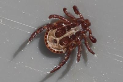 <i>Dermacentor reticulatus</i>