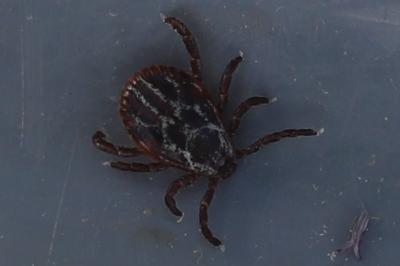 <i>Dermacentor reticulatus</i>