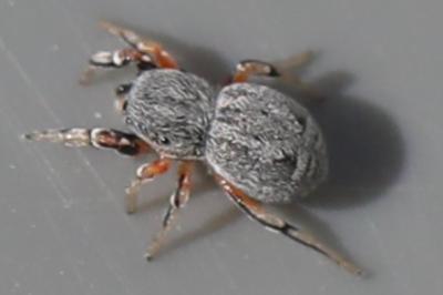 <i>Ballus rufipes</i>