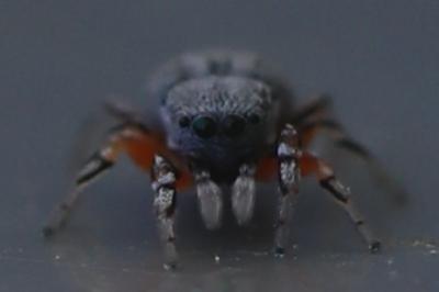 <i>Ballus rufipes</i>