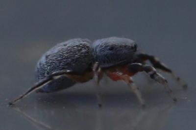 <i>Ballus rufipes</i>