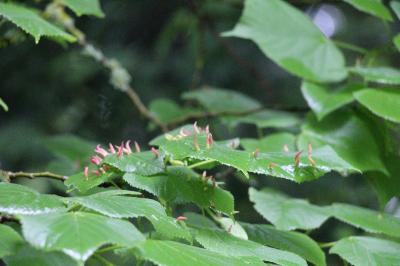 <i>Eriophyes tiliae</i>