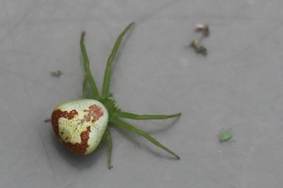 Ebrechtella tricuspidata
