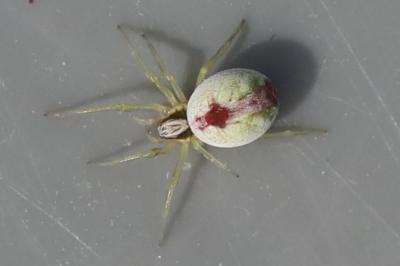Dictyne fille