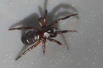 <i>Asagena phalerata</i>