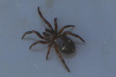 <i>Asagena phalerata</i>