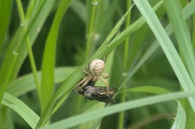 <i>Xysticus ulmi</i>
