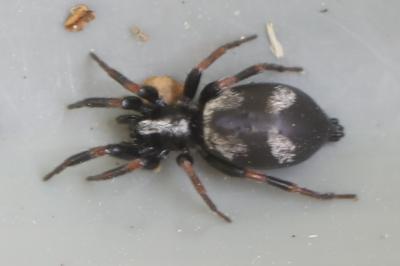 <i>Kishidaia conspicua</i>