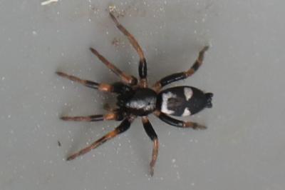 <i>Kishidaia conspicua</i>