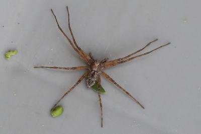 <i>Philodromus</i>
