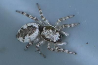 <i>Salticus zebraneus</i>
