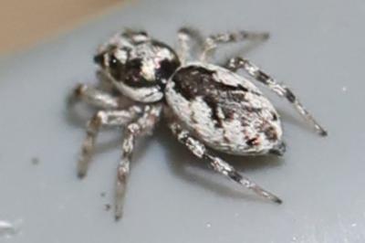 <i>Salticus zebraneus</i>