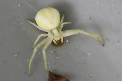 Misumène variable
