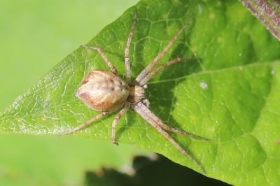 <i>Philodromus</i>