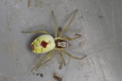 Dictyne fille